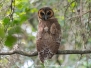 Brown Wood Owl