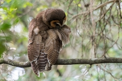 Brown Wood Owl 002