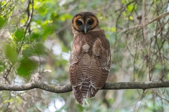Brown Wood Owl 004