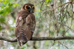 Brown Wood Owl 006