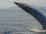 Brydes Whale