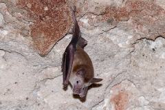 Buffy Flower Bat 003