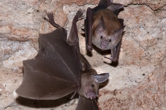 Buffy Flower Bat 004