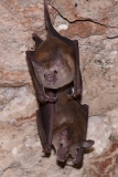 Buffy Flower Bat 005
