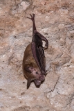 Buffy Flower Bat 006