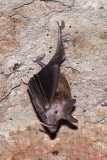 Buffy Flower Bat 011