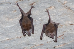 Buffy Flower Bat 017