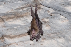 Buffy Flower Bat 021