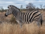 Burchell's Zebra