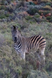 Burchell's Zebra 004