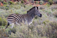 Burchell's Zebra 005