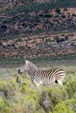 Burchell's Zebra 009