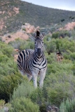 Burchell's Zebra 013