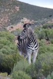 Burchell's Zebra 014