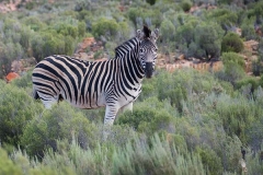 Burchell's Zebra 016
