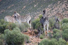 Burchell's Zebra 019
