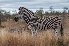 Burchell's Zebra 021
