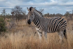 Burchell's Zebra 022