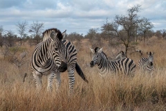 Burchell's Zebra 024