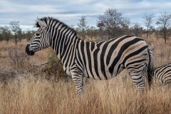 Burchell's Zebra 030