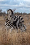 Burchell's Zebra 032