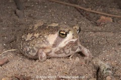 Bushveld Rain Frog