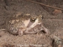 Rain Frogs