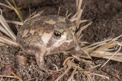 Bushveld Rain Frog 009