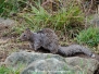California Ground Squirrel