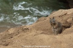 California Ground Squirrel 001