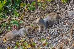 California Ground Squirrel 006