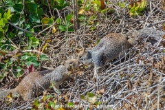 California Ground Squirrel 007