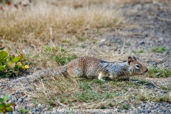 California Ground Squirrel 014