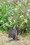 California Ground Squirrel 016