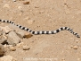 California King Snake