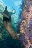 California Sea Lion 181