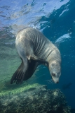California Sea Lion 224