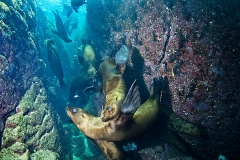 California Sea Lion 240