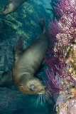 California Sea Lion 244