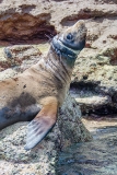 California Sea Lion 259