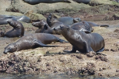 California Sea Lion 277