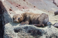 California Sea Lion 279