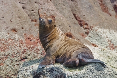 California Sea Lion 282