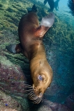 California Sea Lion 297