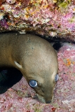 California Sea Lion 308