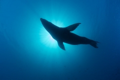 California Sea Lion 329