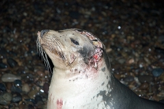 Californian Sea Lion shark attack 003