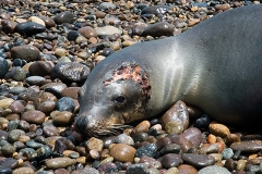 Californian Sea Lion shark attack 009