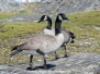 Canada Goose