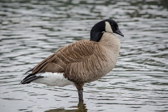 Canada Goose 002